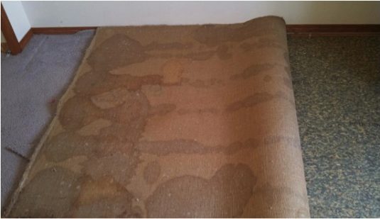 Water Damaged Carpet